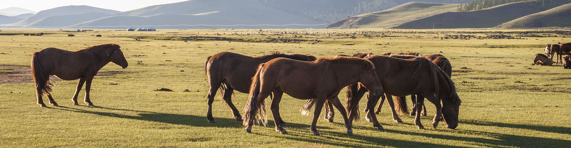 Mongolia travel and tour