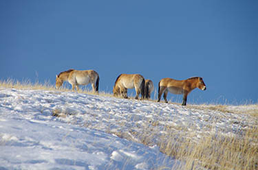 Winter hiking and trekking tour in Mongolia