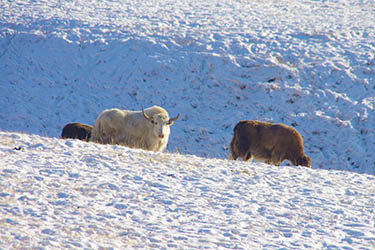 Winter hiking and trekking tour in Mongolia