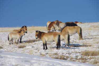 Discovery, hiking and horse riding tour in Mongolia